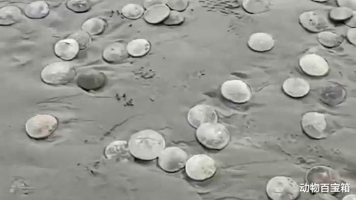 2021年，成千上万只沙币被冲上美国海岸，沙币究竟是个什么动物？