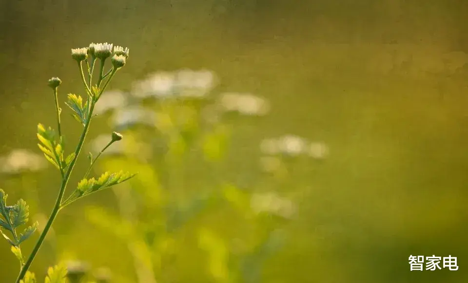方太|茅忠群眼中的方太和厨电业, 不畏浮云遮望眼