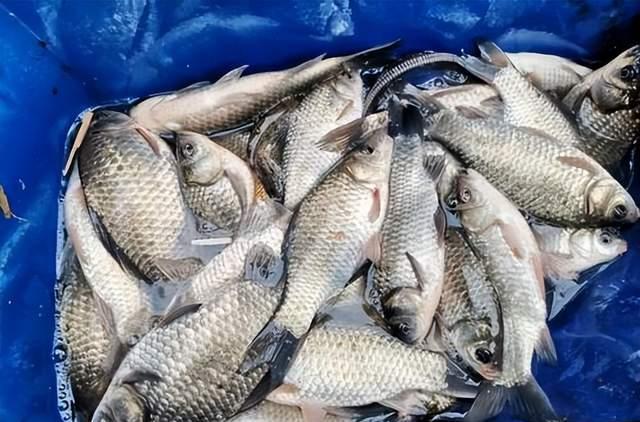 |野钓，你得经营自己的自留地！才能不被打扰钓过瘾，攻略分享