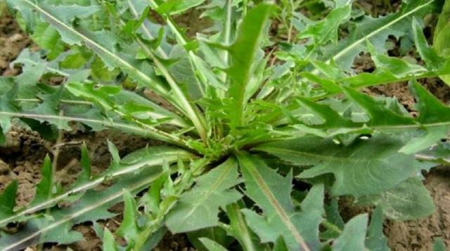 抗癌|抗癌能力强的人,一般有3个相同点,你若都有,那就真的恭喜了