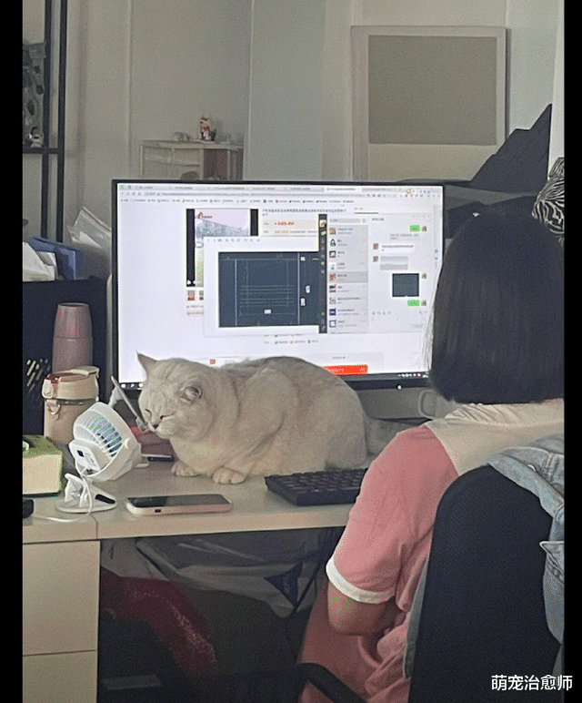 小姐姐|办公室里的猫咪挡在电脑屏幕前，就不让小姐姐工作：我可爱吗？