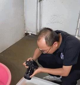 广东潮州惊现罕见野生鼋,容易被认为是巨型甲鱼,两者级别不一样