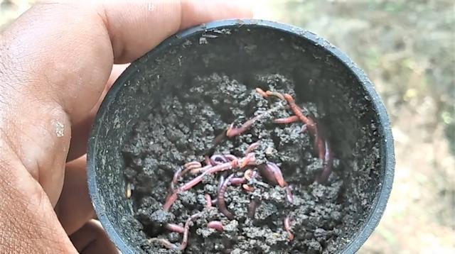 |夏季用蚯蚓钓不到鱼?这3种场景,这3种钓法,蚯蚓钓鱼鲫鱼连竿上