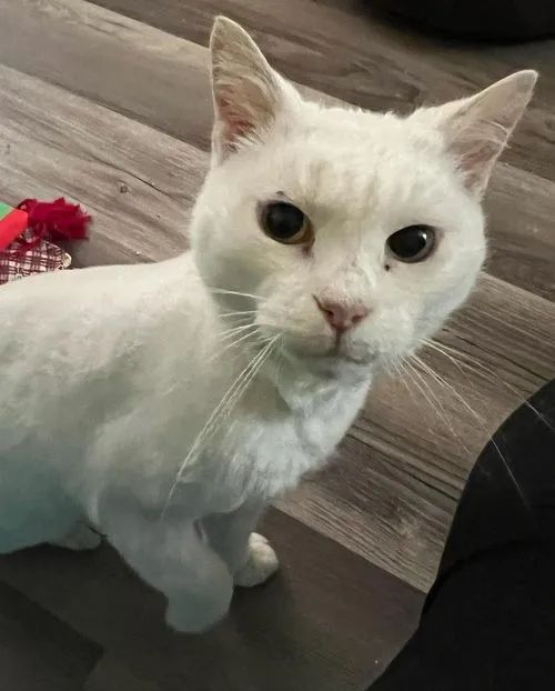 家猫被遗弃街头，还被地头蛇毒打，结果闯网友家哭求收留！