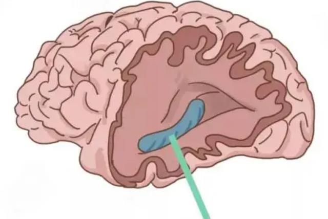 世间最变态的生物是什么?是蝴蝶!最残忍的生物还是蝴蝶