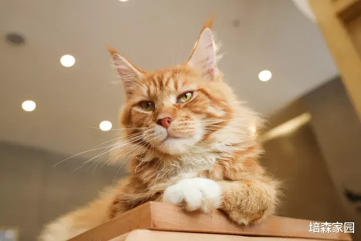 我家猫咪又“应激”啦怎么办！急~在线等~ 这几招教你轻松缓解