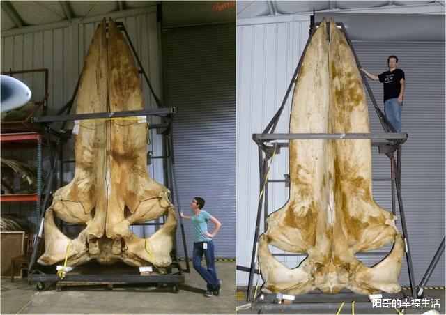 30张让人窒息的“巨物”照片,看完后巨物恐惧症彻底发作了