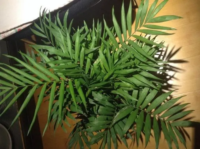 3种稍微打理就疯长的绿植,放新房还吸甲醛,半年长1米高