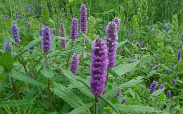 消化不良|火龙嘘焰逼窗纱,细瀹香薷当啜茶——中药“香薷”知多少