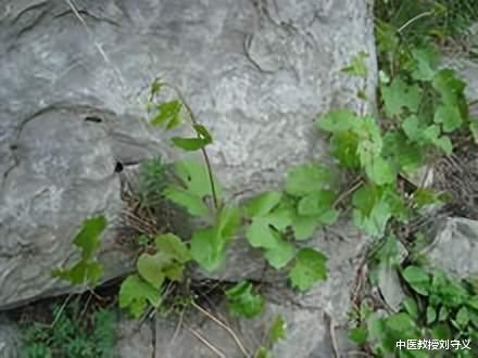 心肌梗塞|分享一味抗癌良药——野葡萄藤,清热消肿功效佳,外用能治烧烫伤