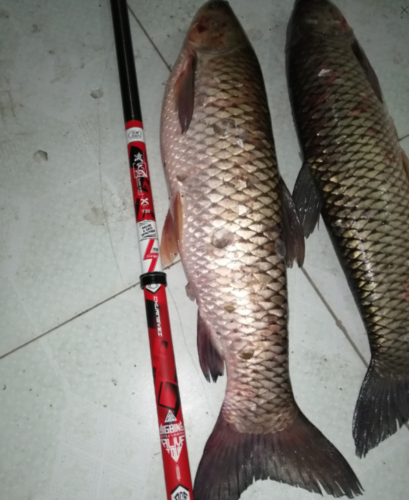 |针对新手,钓鱼要注意什么?你搞断了多少竿稍才脱离新手阶段?