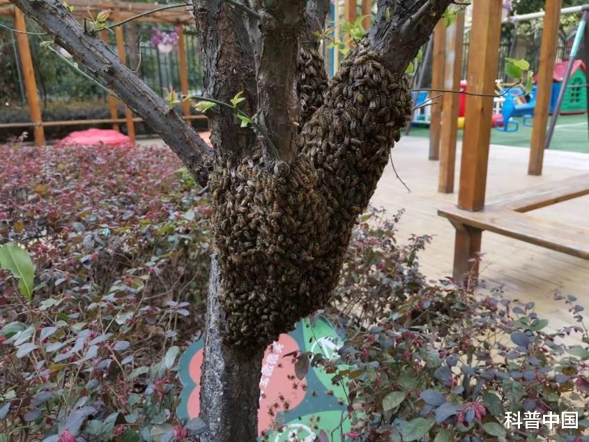 当蜜蜂搬家到城市,人类能否“与邻为善”?