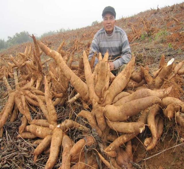 曾经用来救命的“木薯”，比发芽的马铃薯还毒，如今却成了美食