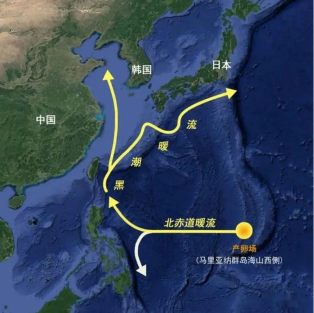 被人吃了几千年的鱼,直到突然濒危,都没人知道它们来自何处
