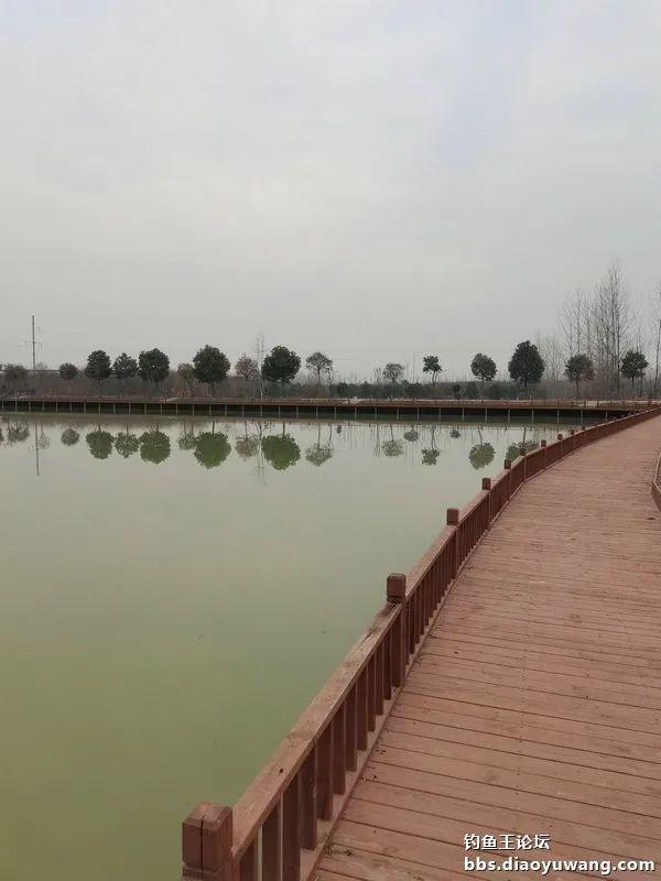 鳊鱼|新年鱼运好，细线擒草鳊