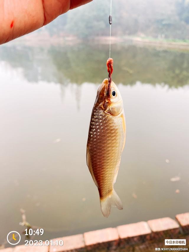 |2023·01·10·专注单竿又该得瑟一下了!