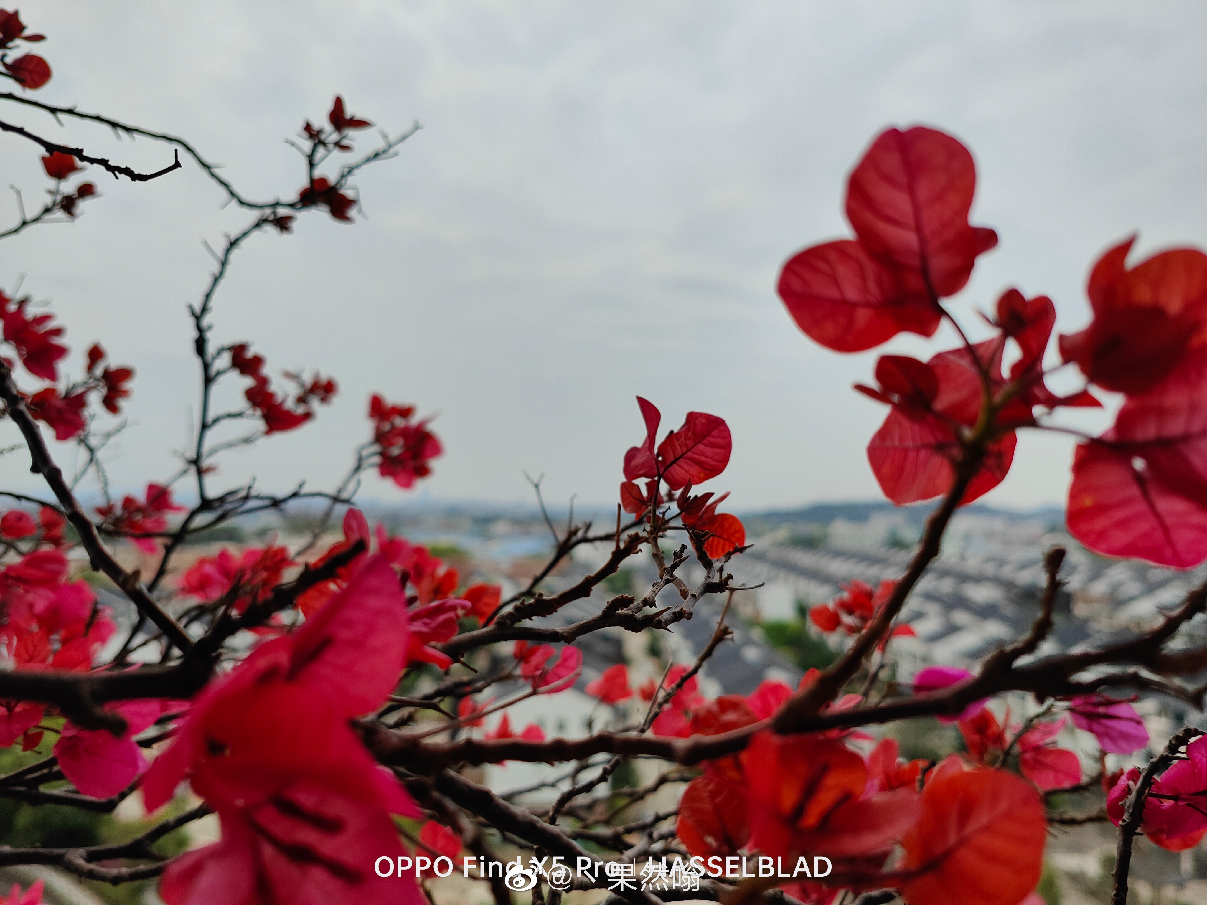 索尼Xperia|索尼Xperia Pro I做裁判，三大高端旗舰的直出样张能否挑战成功？