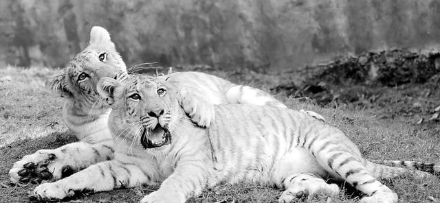 人为操控的“爱情悲剧”：狮虎兽、虎狮兽、虎狮虎兽、狮狮虎兽