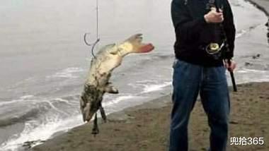 大爷|江苏大爷意外钓获大鱼，一转身它就紧急逃生，看清渔具后众人怒了