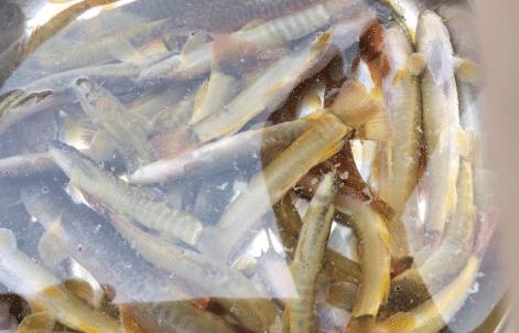 |长得很像泥鳅，背上有倒刺还爱吃肉，钓鱼人最烦它，如今70元1斤