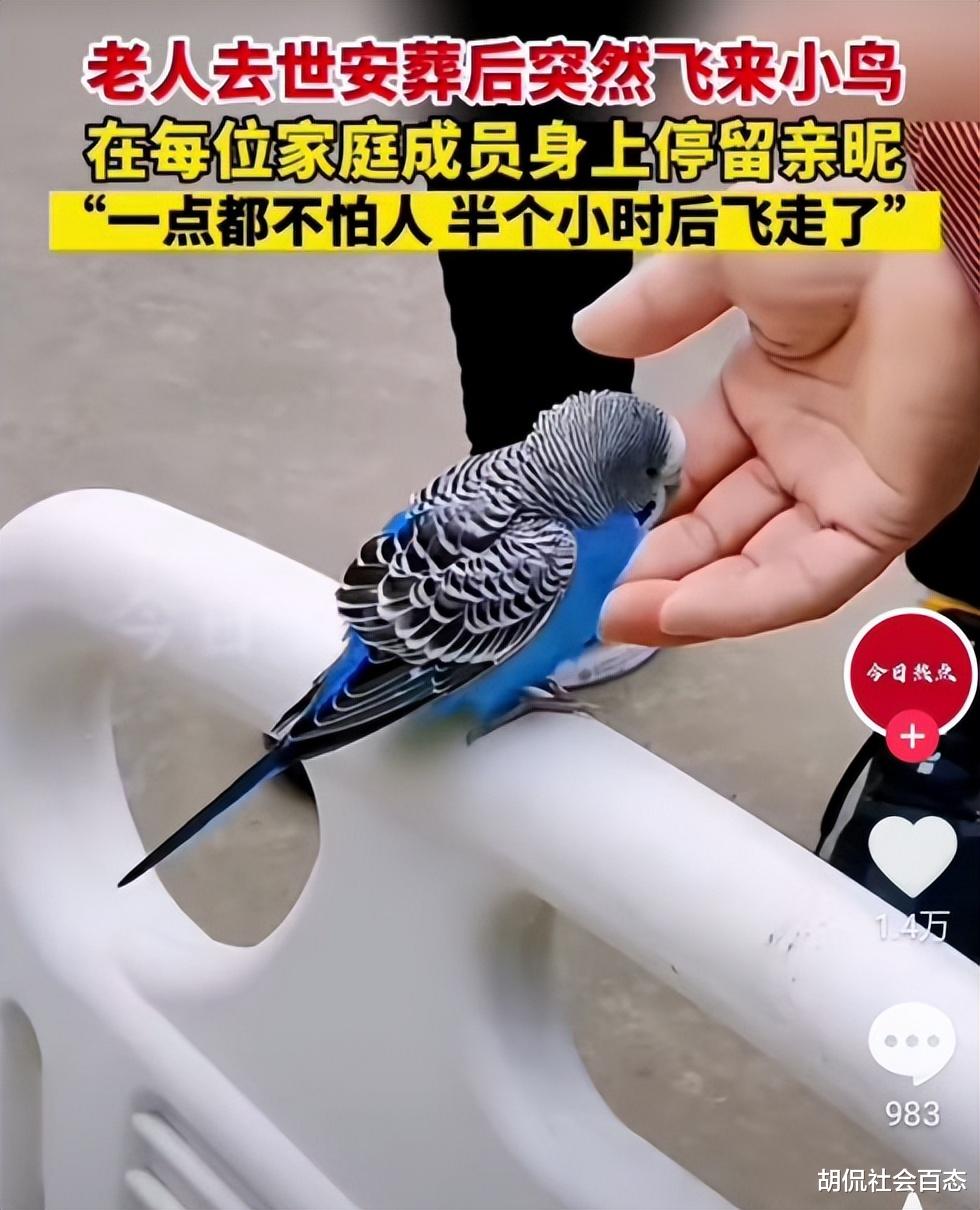 女子父亲去世,家中飞来一只鸟,小鸟在亲人身上停留一遍后飞走了