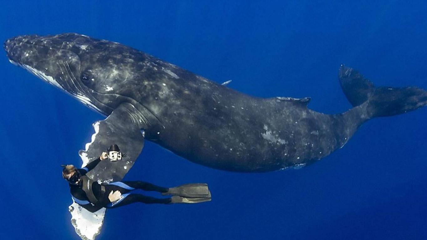 藏在海底的“无情杀手”，鲸鱼都不是它的对手，潜水员也避之不及