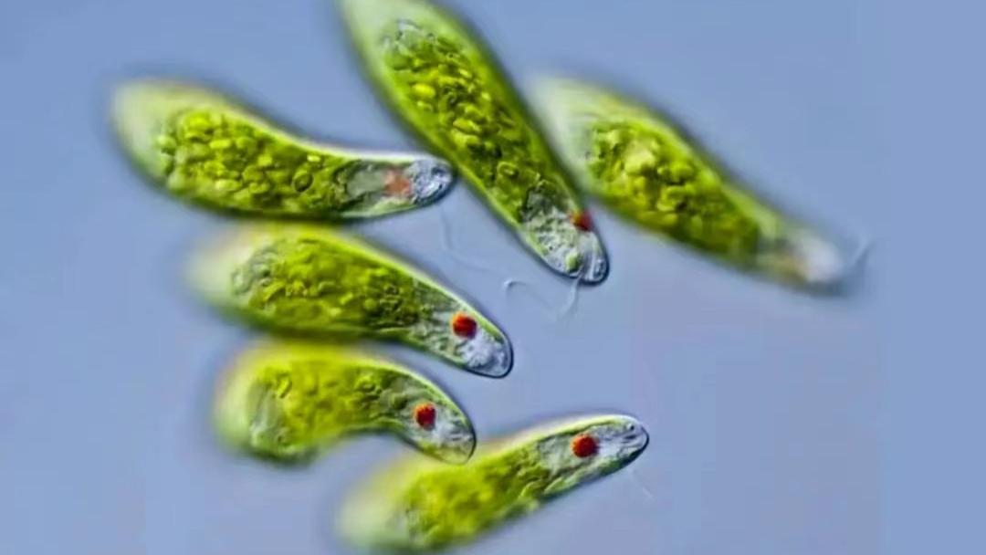 眼虫同时被植物学家和动物学家和微生物学家所钟爱，为什么它会成为生物界的“香饽饽”？