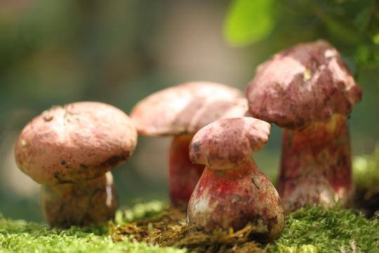云南人爱不释手的「见手青」被列入不采摘不食用野生菌名单,你怎么看?