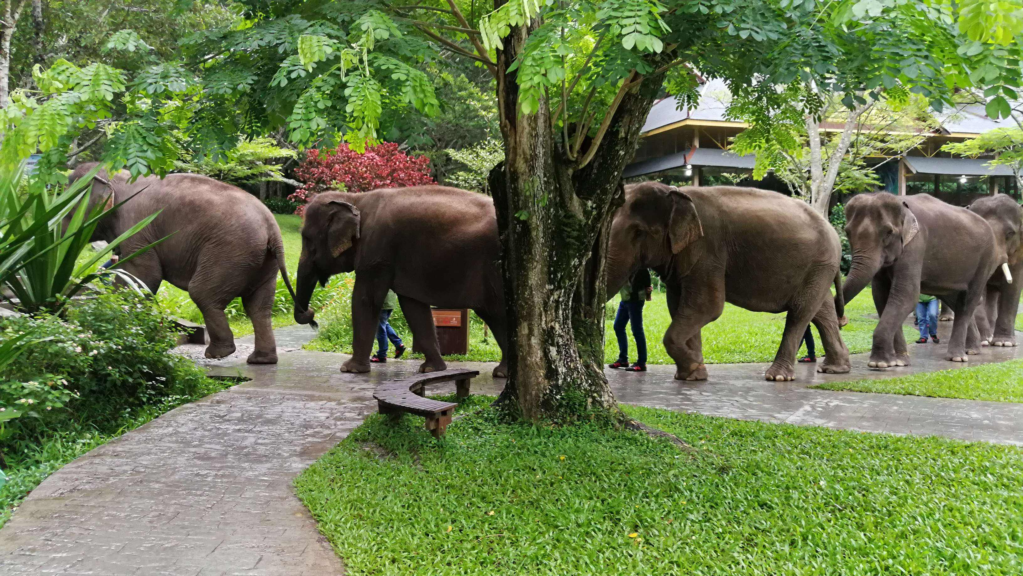 西双版纳|解封了去哪玩?推荐之一西双版纳,天然的氧吧让你不虚此行