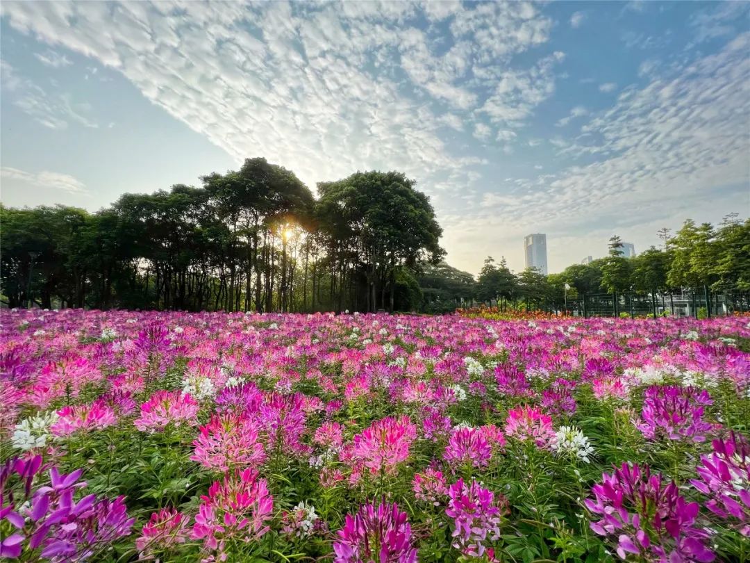 |莲商会 这份赏花攻略,请收下