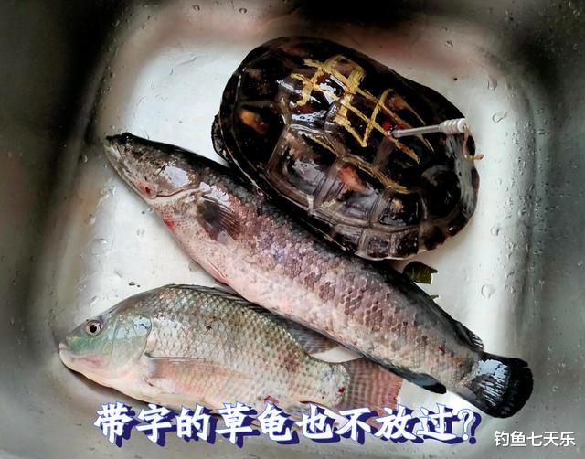 失去底线?广东男子“射鱼”引发质疑:带字的草龟也不放过
