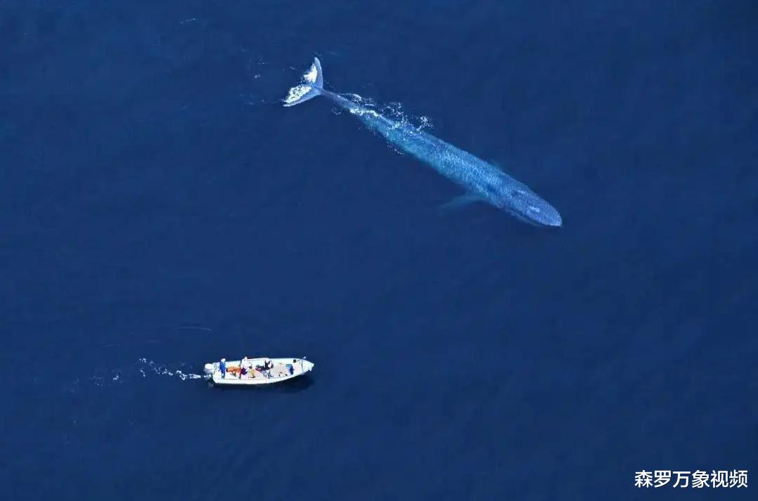 海洋生物普遍有“深海巨人症”,比蓝鲸还大的动物会躲在深海吗?