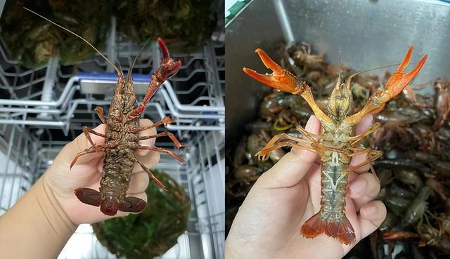 若是不差钱,家里面可以配置这些东西,不贵但很实用,提高幸福感