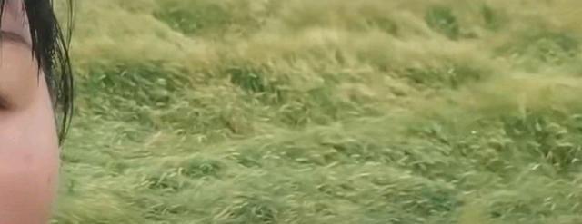 麦子|青储收割事件的农民发声：每年浪费土地最多的是房地产开发商！