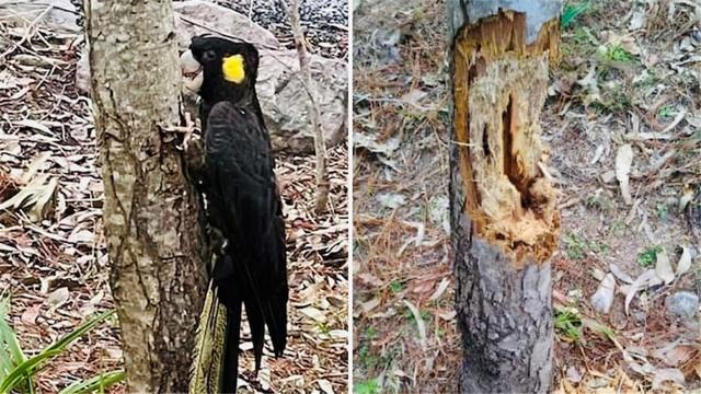 谁是伤害这些树木的“真凶”?不是啄木鸟,啄木鸟不会这么粗暴