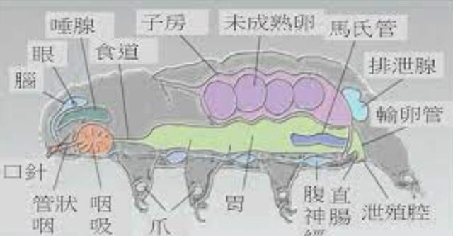 违背生命规律的生物有哪些?你听说过,跳出三界外的“太岁”吗?