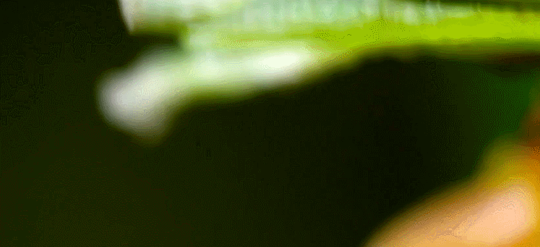 危险的森林里, 动物是怎么狩猎的,你肯定没见过的精彩画面。
