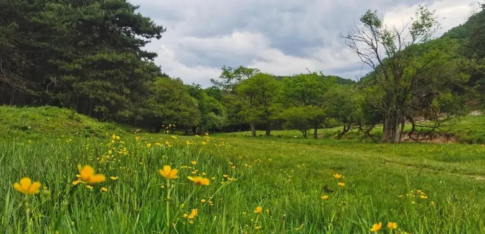浦江|三元绿皮列车,穿越越秦岭,人少,牛多,欣赏草原