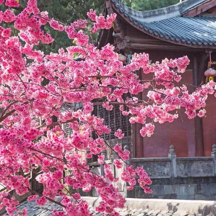 重庆|【春节特辑】春节最佳旅游线路出炉，赶快和家人们去打卡吧！