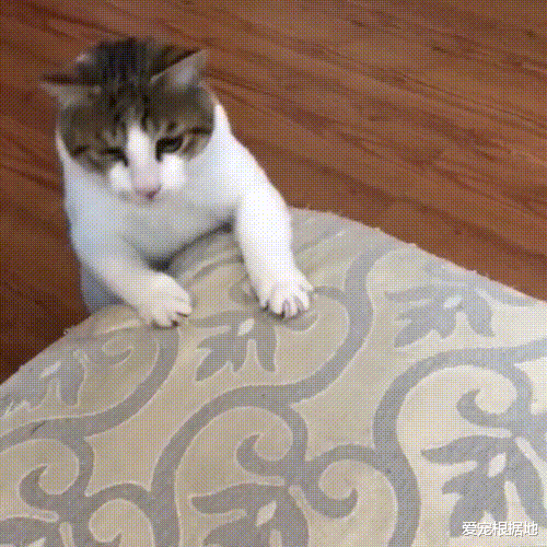 车座上一动不动的流浪猫，以为它在躲雨，走近后才发现残忍真相