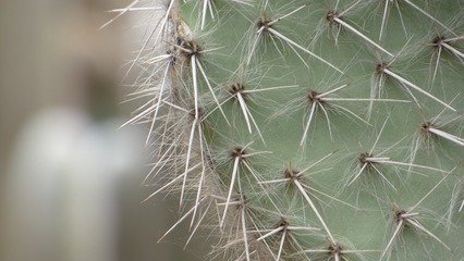 为什么骆驼能吃仙人掌?骆驼不怕仙人掌上的硬刺吗?