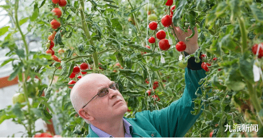 脂肪肝|番茄立功了!英国10年科研证实:水溶性番茄浓缩物是血栓清扫机