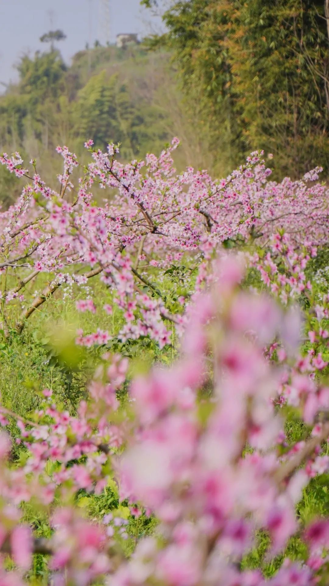 贵州|这个春天，闯进彭山的“花花世界”！