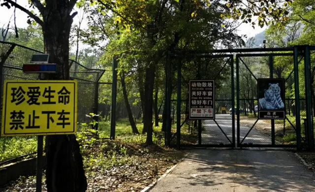 轰动一时的八达岭老虎伤人案:幸存者索赔150万,因毁容无法工作