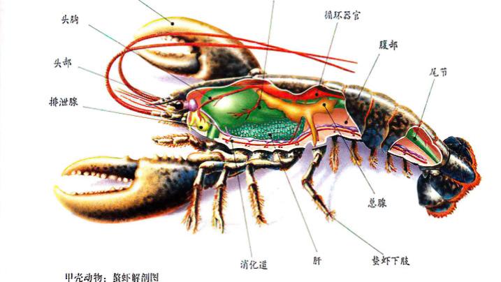 爱吃龙虾螃蟹的你，对甲壳类生物有多少了解？