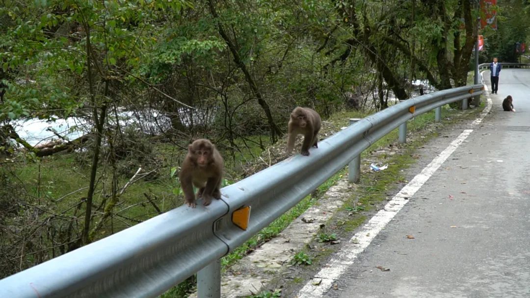 露营|二郎山喇叭河景区:人与自然和谐相处
