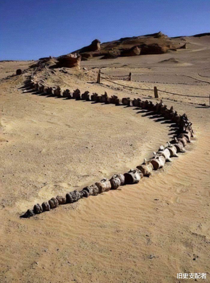 20个极为罕见的古生物化石,颠覆你对古代生物的想象