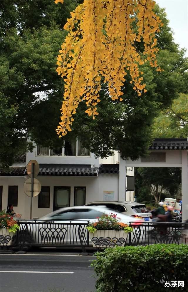 海边|枫桥路的红枫渐入佳境，道前街的银杏黄到鼎盛，去去去！
