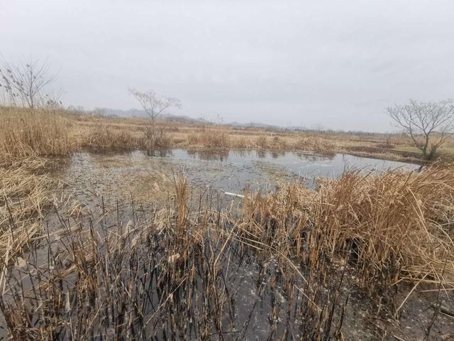 鲫鱼|久违的小野塘，首钓就是开门红