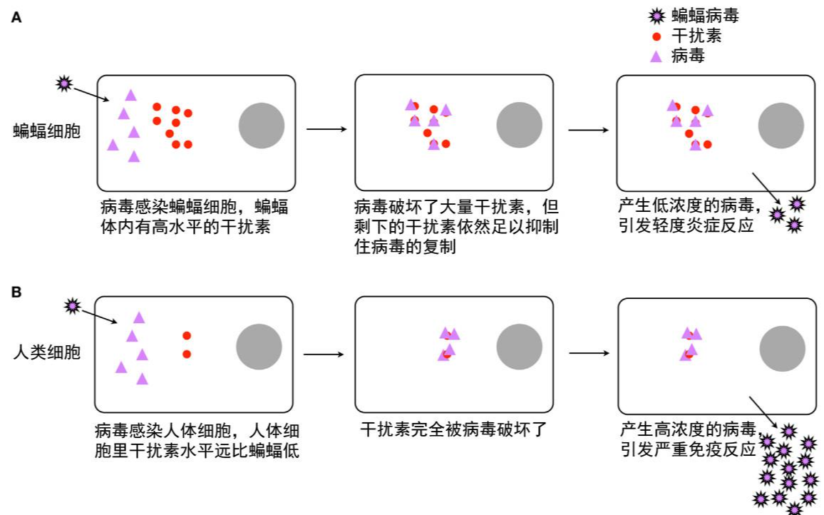 科学辟谣:蝙蝠携带病毒却不生病,仅仅是体温高那么简单?
